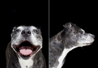 Dinga, an 11 year-old Staffordshire terrier.  Photographed at Reciprocity Studio in Burlington by Vermont photographer Judd Lamphere