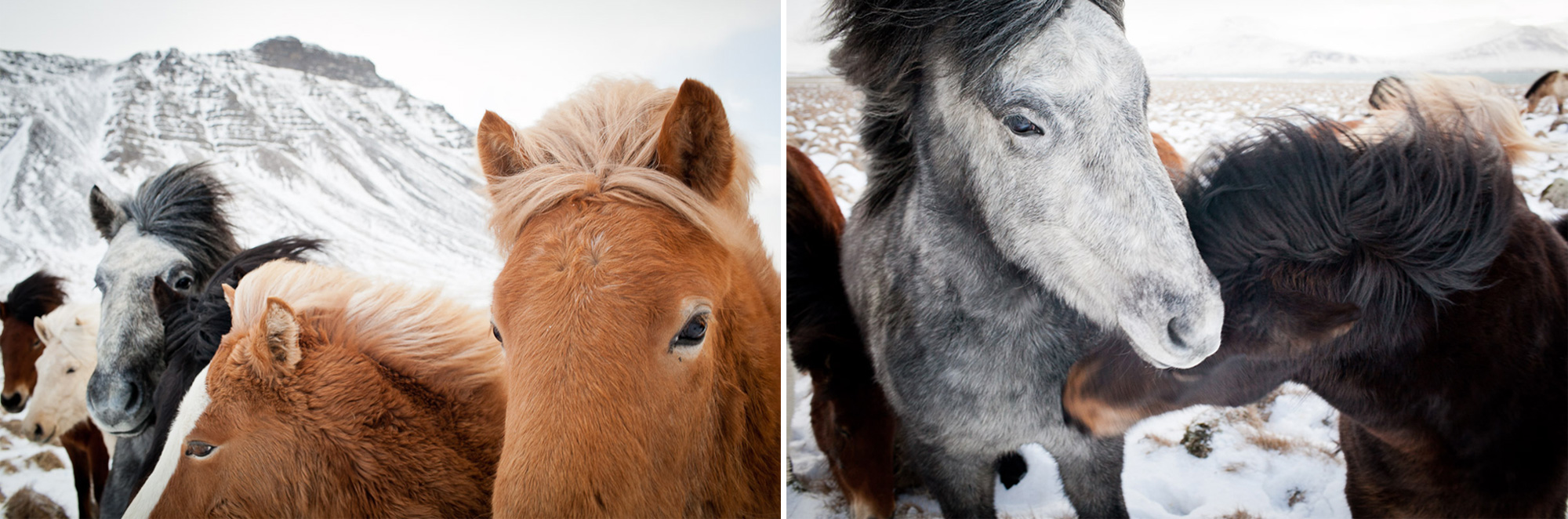 Ponies nuzzle during winter in Iceland. Travel photography by Monica Donovan