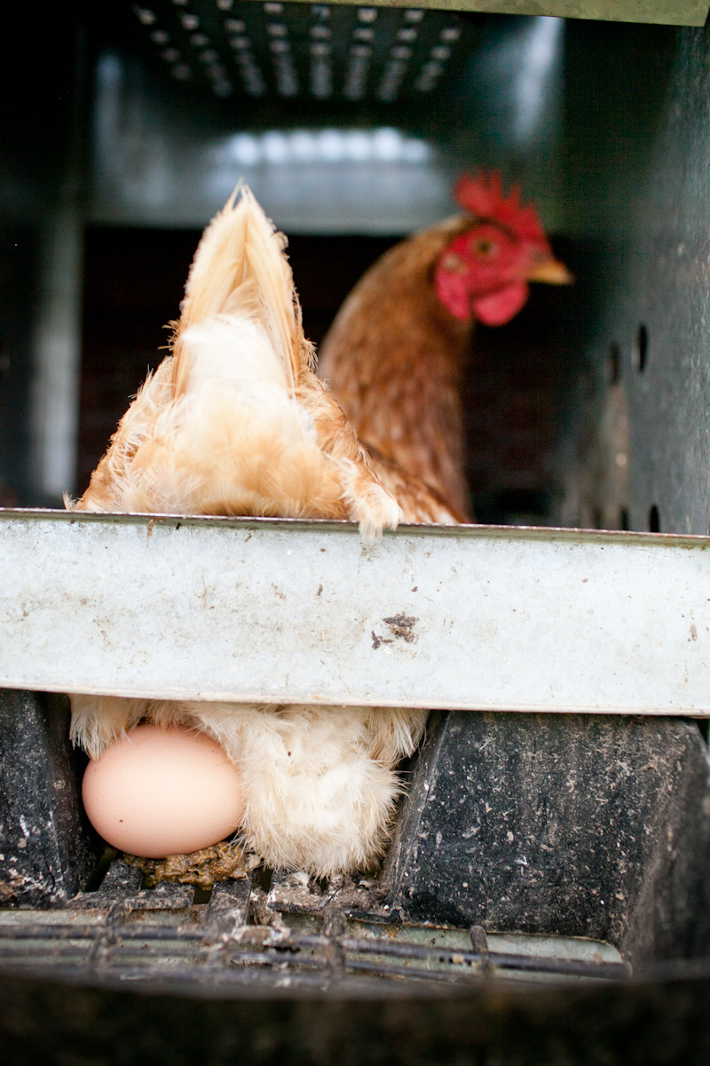 A free-range chicken lays an egg at Jericho Settlers Farm in Jericho Vermont.