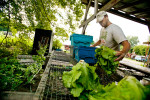 Josh May of Open Heart Farm rinses heads of lettuce after harvesting, at the Intervale in Burlington, Vermont. Next the produce will be stored in bins before being distributed to the farm's CSA members and various farmer's markets.