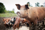 A sow munches at mealtime, as her piglets look on. All of Jericho Settlers' pigs are pasture-raised and the farm offers a number of meat shares for CSA members.