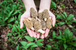 Hands holding morel mushrooms during a foraging session in the woods of Vermont.