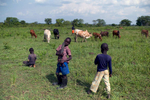 Ben Okidi, 8, right, and Alfred Olanya, 10, center, along with two other brothers watch over the family's herd of cattle; all the brothers missed school today because of this chore. Children constitute an invaluable source of stopgap labor for households re-establishing livelihood strategies in post-conflict northern Uganda. 