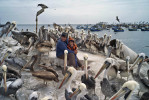 A woman and her grandson sit at a disembarkation dock and observe a flock of birds near the port of Ilo.