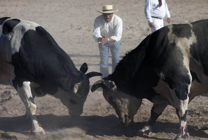 A Peruvian exhorts two bulls into butting heads. Once begun the contest ends when one bull runs away.