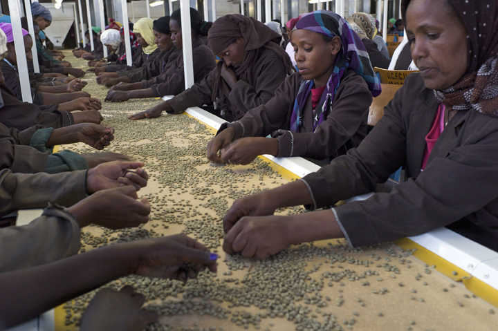 January 21, 2014 - Oromia region (Gelan district), Ethiopia - (right-to-left) Gete Geremew, 30, Italem Bekele, 25,  Jitu Ababu, 28, and co-workers process coffee beans at the Oromia Coffee Farmers Cooperative Union (OCFCU) Ltd. (Photo by Ric Francis)