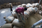 Workers, at the Oromia Coffee Farmers Cooperative Union (OCFCU) Ltd. processing plant, unload sacks of coffee beans for cleaning. 