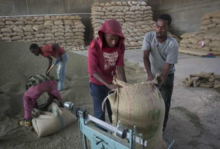 January 21, 2014 - Oromia region (Gelan district), Ethiopia - Getu Mekonen, 28, right, and Eshetu Alemu, 27 (red hood), weigh a sack of coffee beans at the Oromia Coffee Farmers Cooperative Union (OCFCU) Ltd. processing plant. (Photo by Ric Francis)