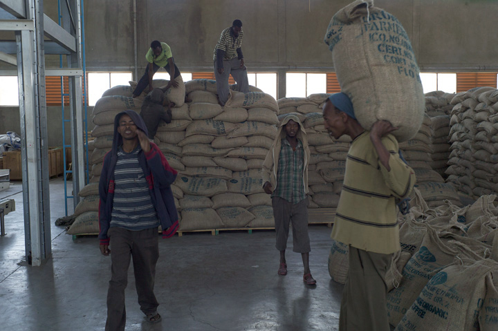 January 21, 2014 - Oromia region (Gelan district), Ethiopia - Workers move sacks of coffee beans at the Oromia Coffee Farmers Cooperative Union (OCFCU) Ltd. processing plant. (Photo by Ric Francis)