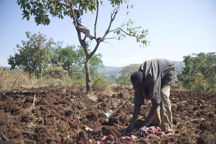 January 24, 2014 - Debeka Village, Ethiopia - Beneficiary Ayele Dergaso, 65, digs up sweet potatoes. He also grows False Banana trees, coffee beans and coffee bean seedlings in addition to fattening oxen. Relaxing in the tree is his neighbor Adane Washola, 15. Mr. Dergaso is a member of the Kelaltu Hasse Gola Multipurpose Cooperative. After the introduction of the Livelihood Diversification for Small Holder Coffee Farmers in Ethiopia program, by the Ethio-Wetlands and Natural Resources Association (EWNRA), the cooperative selected him as a beneficiary in 2012. They choose him to be trained in ox fattening and he has thrived under the program. (Photo by Ric Francis)