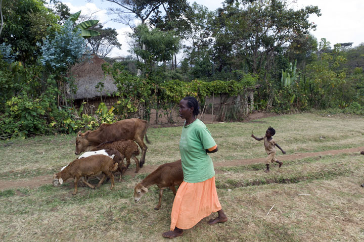 January 22, 2014 - Bochesa Village, Ethiopia - Beneficiary Hirbaye Shorre, 46, and her grandson Lidetu Tariku, 5, herds her cow and sheep to her coffee field. As a member of the Homa Multipurpose Cooperative Ms. Shorre received a loan to rear sheep. She purchased the cow with the proceeds from the sale of three sheep. (Photo by Ric Francis)