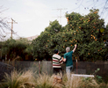 Ralph Thurlow, left, and David Spiher pick oranges in their back yard in Hayward, Calif. on December 4, 2016. The couple has been facing Ralph's health challenges around HIV-Associated Neurocognitive Disorder. The couple was part of the Chronicle's first feature film called Last Men Standing about long-term HIV survivors. 