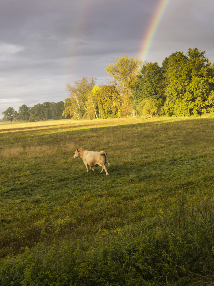 Germany, Brandenburg, a cow stands on a meadow in front of rainbow.