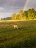 Germany, Brandenburg, a cow stands on a meadow in front of rainbow.