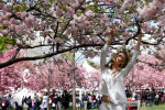The annual Cherry Blossom Festival at the Brooklyn Botanical Gardens