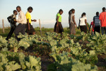 Graduate STARS walking among the cabbage patches on the St. Luke's premises. As they continue to pursue higher education, let's see where they are, how they lead, and how they engage with their communities in the coming years. 