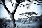 Baobab trees in the Serengeti. 