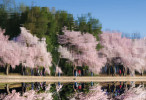 Cherry Blossoms, Tidal Basin.