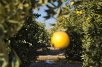A typical orange grove in the Central Valley. Water is disbursed to trees from various pumps situated inside the grove via piping that runs along the ground. The water used to irrigate crops comes directly from the Sierra Nevada mountains, whereas groundwater which is contaminated by decades of fertilizer and pesticide use and nitrate runoff from dairies, is the source of local drinking water.