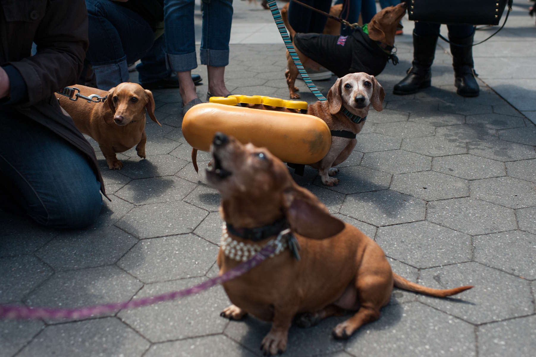 Stella, a thirteen-year-old Dachshund, makes a statement in her hot-dog costume at the Dachshund Friendship Club Spring Fiesta in Washington Square Park. (Apr. 26, 2014)Photo by Nancy Borowick