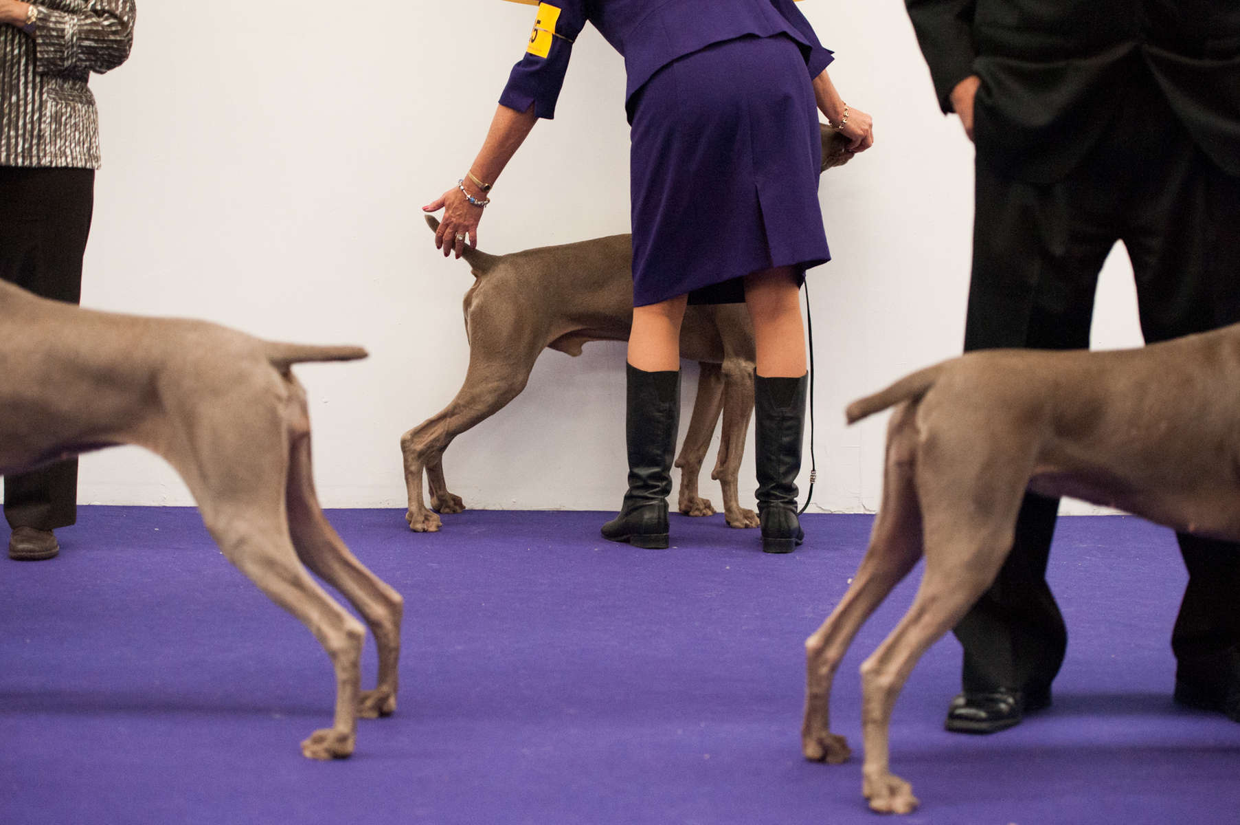 Weimaraners practice their posture and pointing before heading to the ring at the 137th Westminster Kennel Club Dog Show in Manhattan. (Feb. 12, 2013)Photo by Nancy Borowick