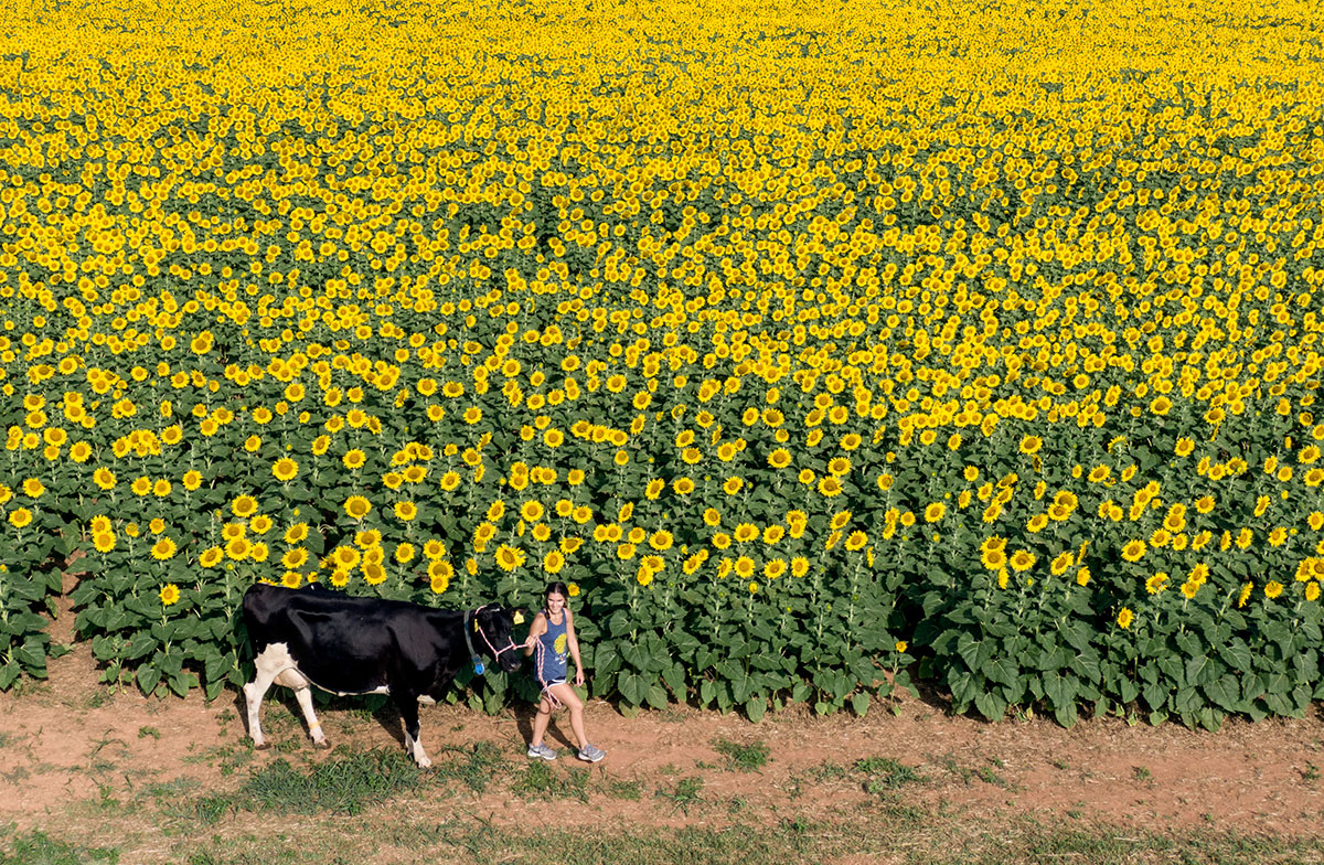 Hannah Molnar of Alvis Farms walks with farm cow Memphis in front of sunflowers as she and others get ready for Sunflower Festival in Manakin-Sabot, Va. The farm was founded in 1965 and it has 50-acre of sunflowers. The festival started on July 18 and ends on August 3 (last day would be changed due to sunflowers' blooming status) and there are a maze, hot air balloon rides, picking your own flower patch, mobile milking class and live music.  