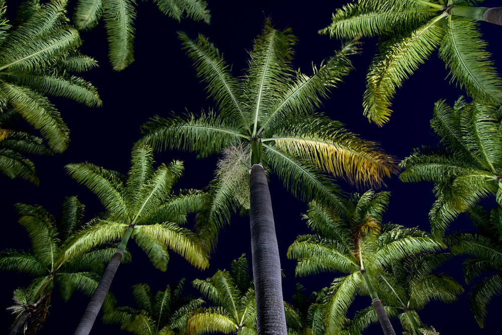 Jardim de palmeiras imperiais - DF