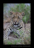 Picture of a juvenile male leopard in South Africa