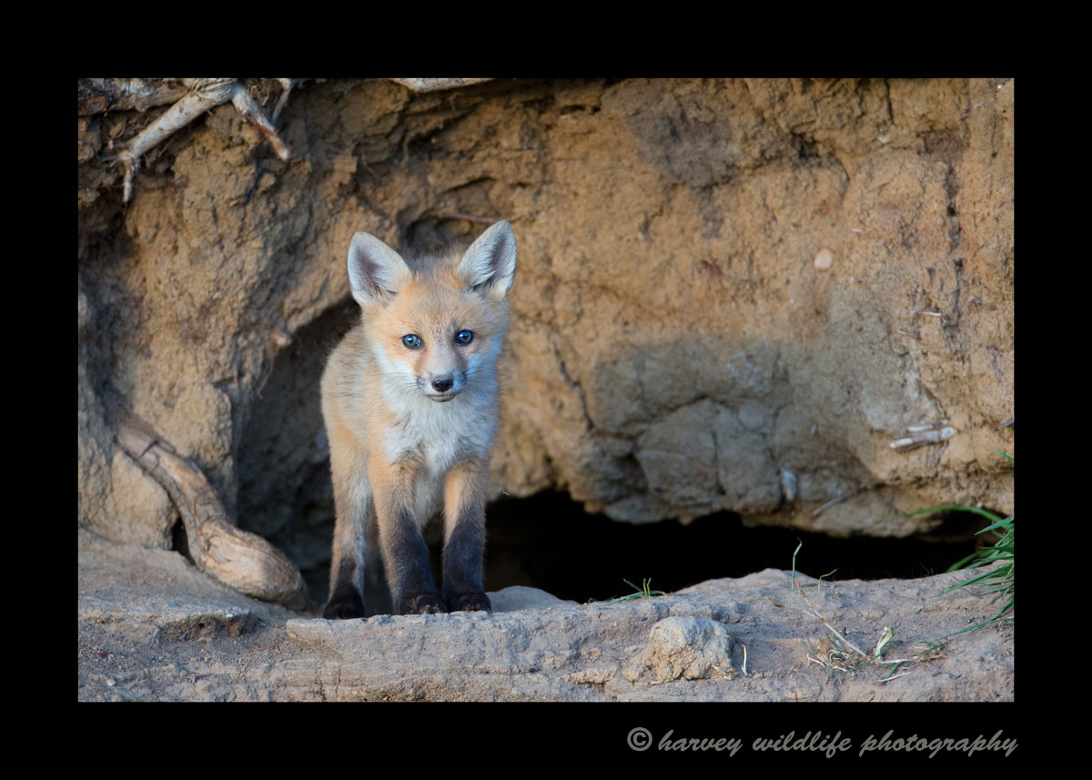 2013_fox_kit