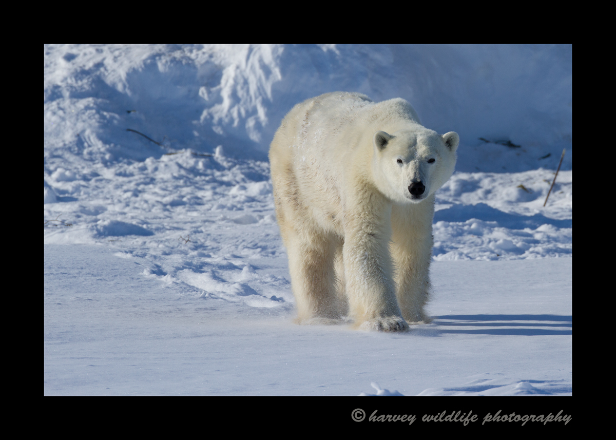 2013_momma_polar_bear