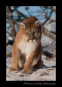 Meet Charlie. He is a captive cougar living in Montana.
