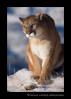 This cougar is a wildlife model.