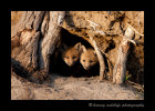 I had been to this den three times already. Finally on the fourth evening two little faces cautiously emerged out of the darkness allowing me to view them for the first time.