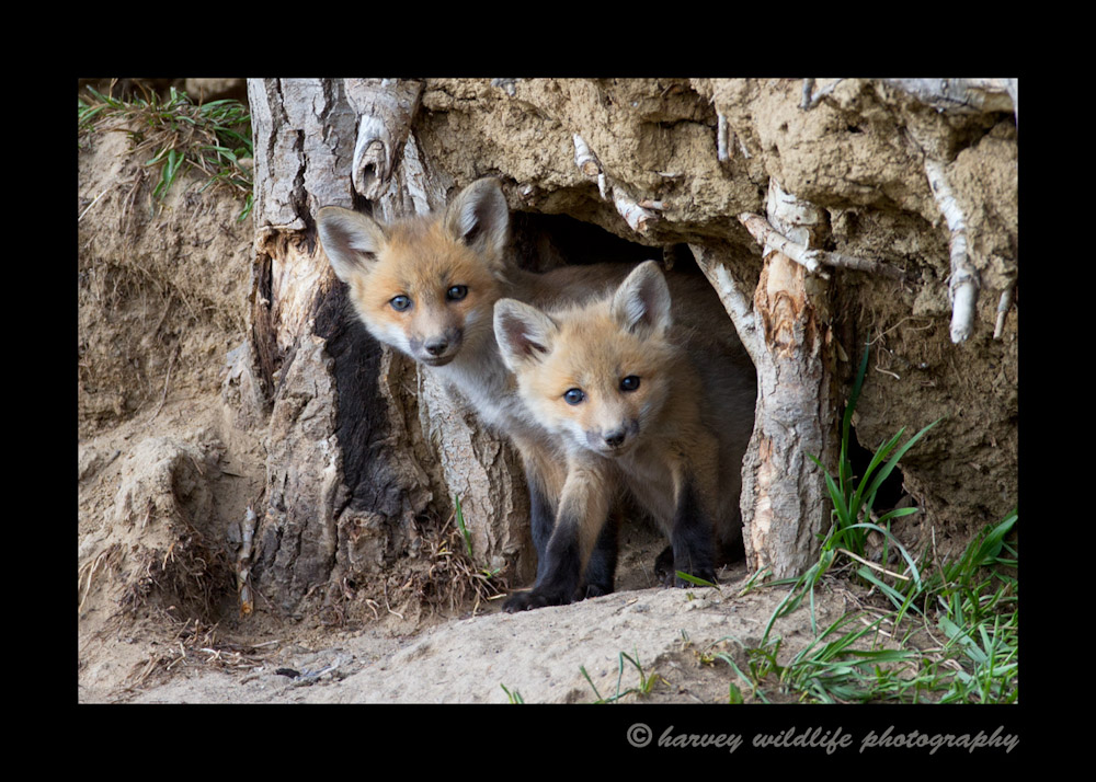 It has been a week since I have seen these fox kits. They look like they have grown a lot since I last saw them.