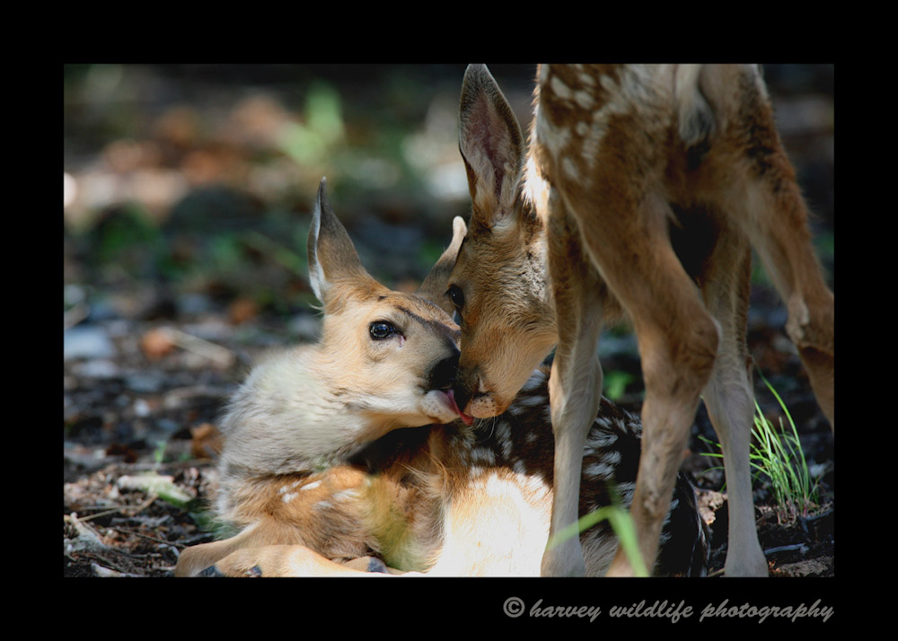 Twin deer fawns kissing.