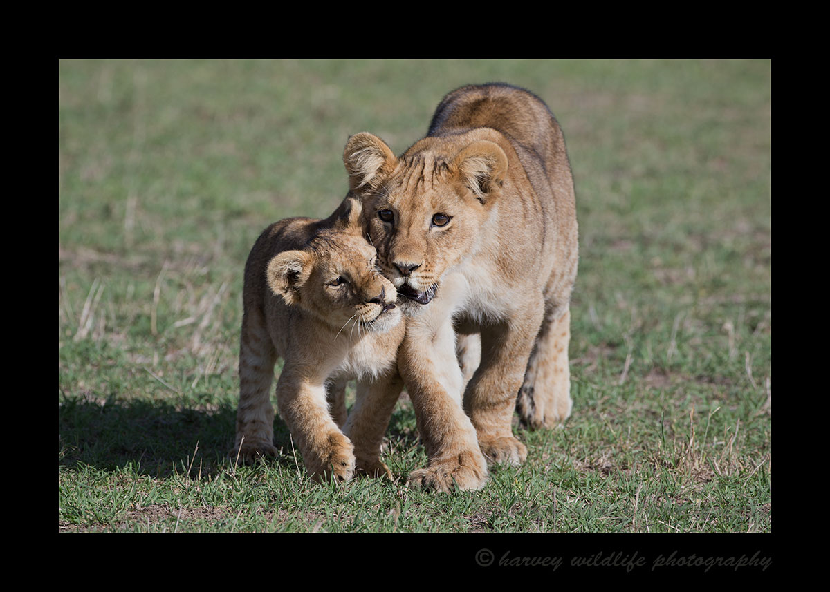 Affectionate-Lion-Cubsc