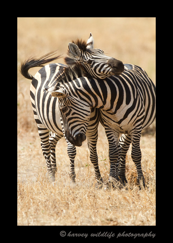 Affectionate Zebras