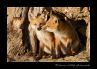 In the late evening last light, these two foxes came out of their den and displayed a little affection.