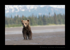 brown bear cub on Beach