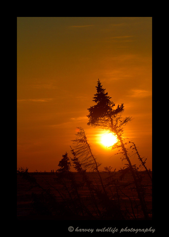 Sunset over the tundra in Wapusk National Park, Manitoba, Canada.