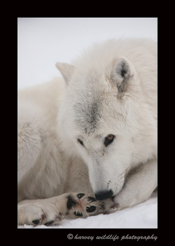 Arctic Wolf III