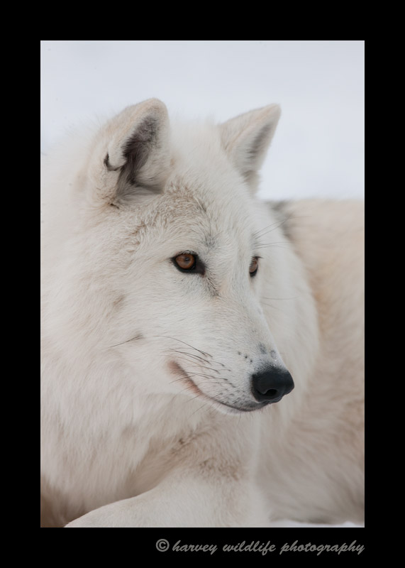 Arctic Wolf 5