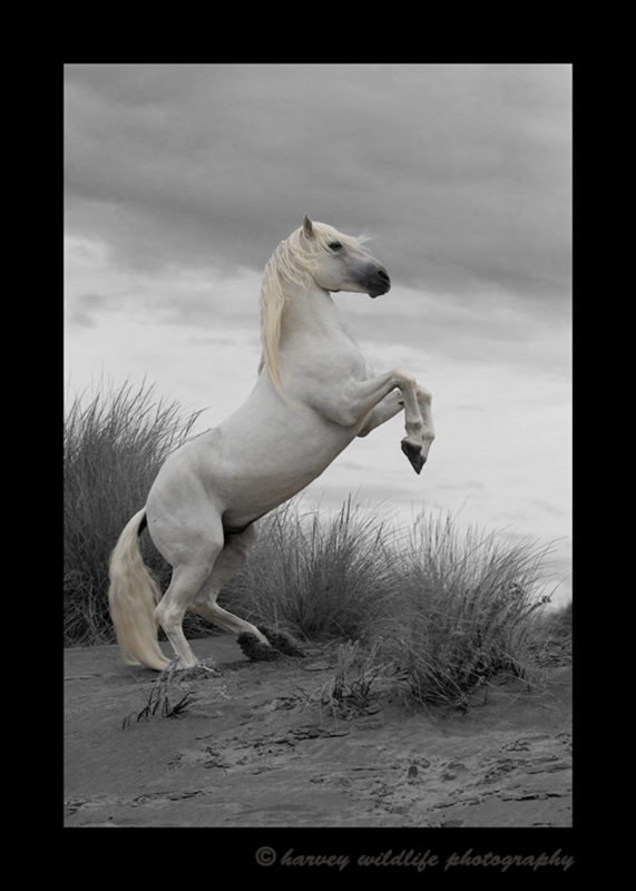 Picture of a camargue stallion rearing up on the beach in Southern France. Photo in black and white with blonde highlights.