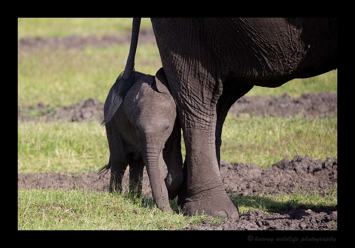 Baby Elephant Behind Mom