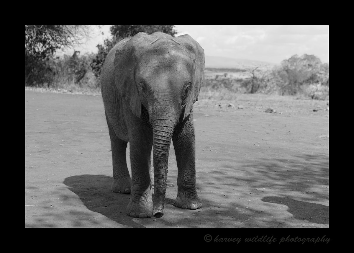 baby elephant David Sheldrick Wildlife Trust