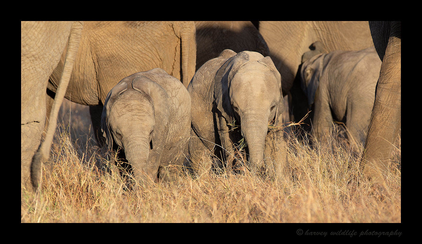 Elephant Baby Panoramic, HW Safaris