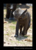 This baby ellie runs to catch up with his mother.