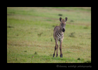 Picture of a baby zebra just outside the Masai Mara National Park in Kenya. Photo by Harvey Wildlife Photography.