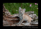 Baby bobcat wildlife model living in Montana.