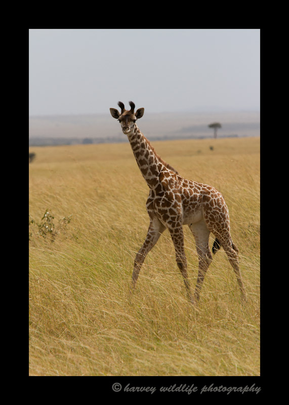 Baby-giraffe-IMG_7029